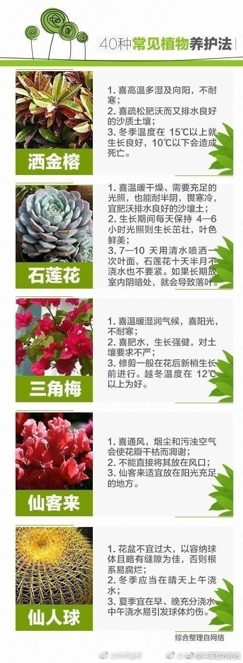 肥宅