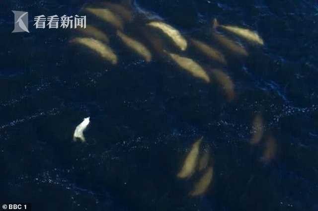 日本家庭乱伦小视频