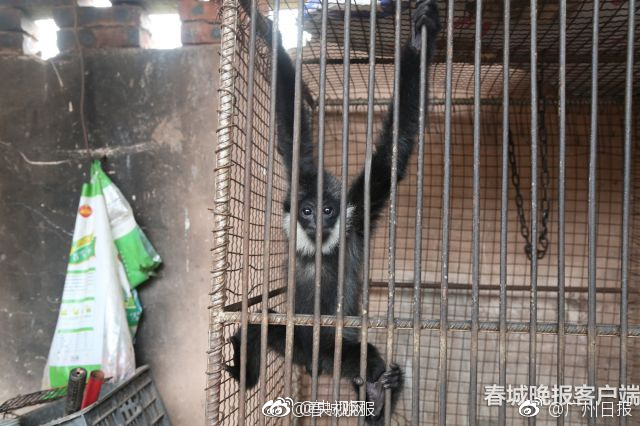 甘婷婷经典三级片