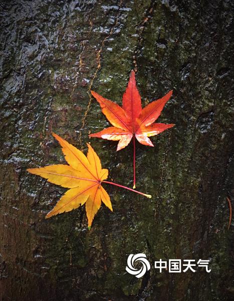 黄色美女网站