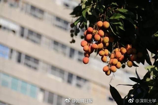 少妇性猛交Xxxxx乱大交