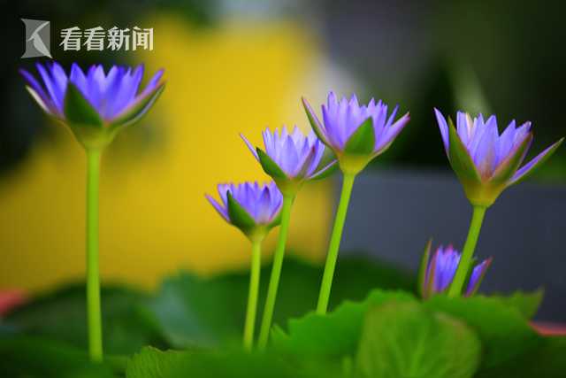 荷兰嫩模激情在线观看