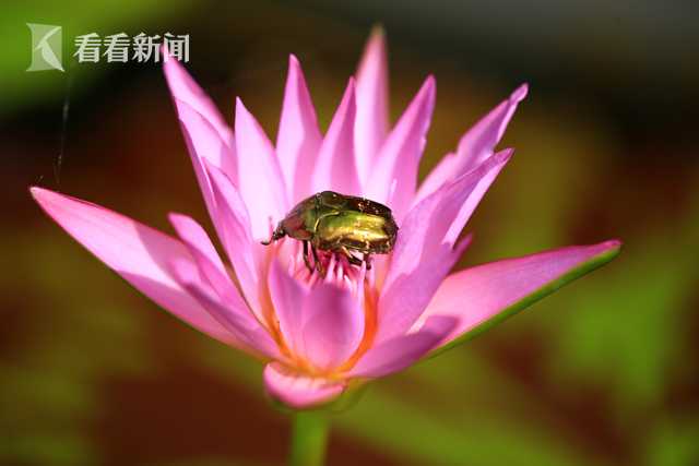 四虎黄色影院