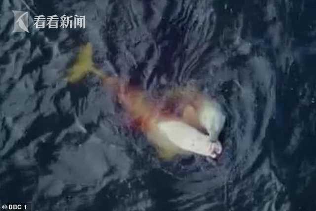 变态撕开内衣 吸屁股