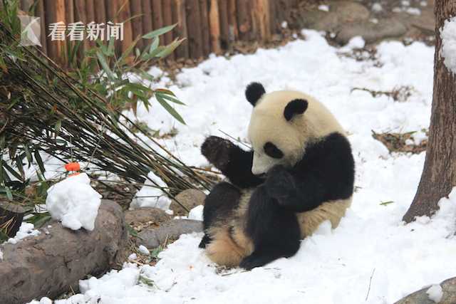 熟女兽奸黄色片