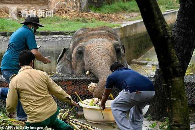 名記：獨行俠想讓鮑威爾成為12號秀萊夫利的優秀導師