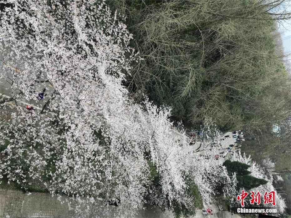 草莓视频成人