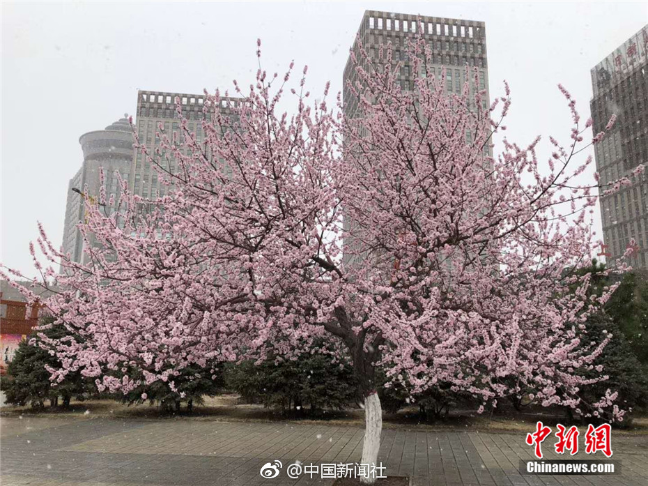 特黄色视频无码在线播放