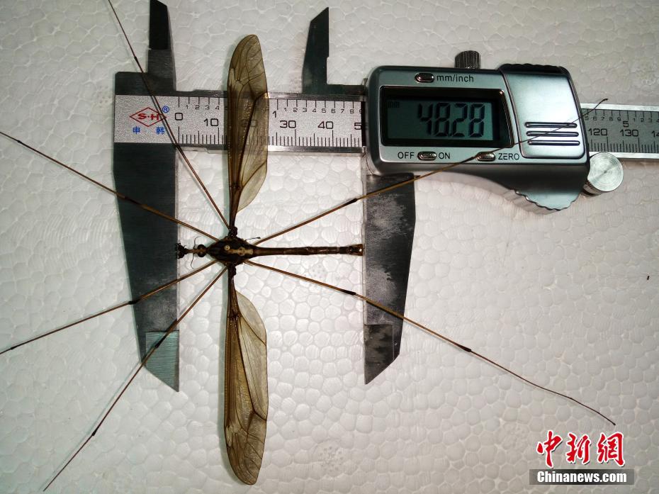 成人 色 电影