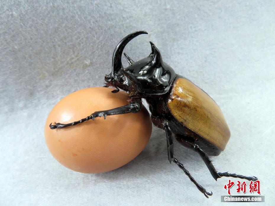 黄色一级大片