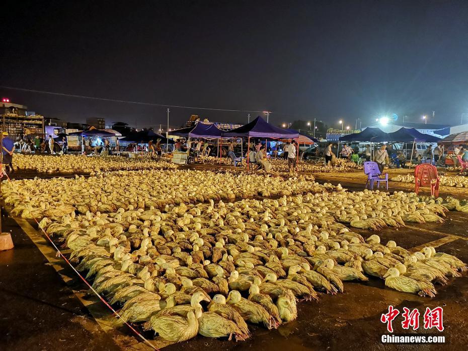 女人撩起双乳喂给男人