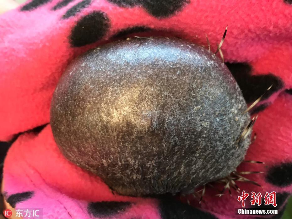 调教女奴视频