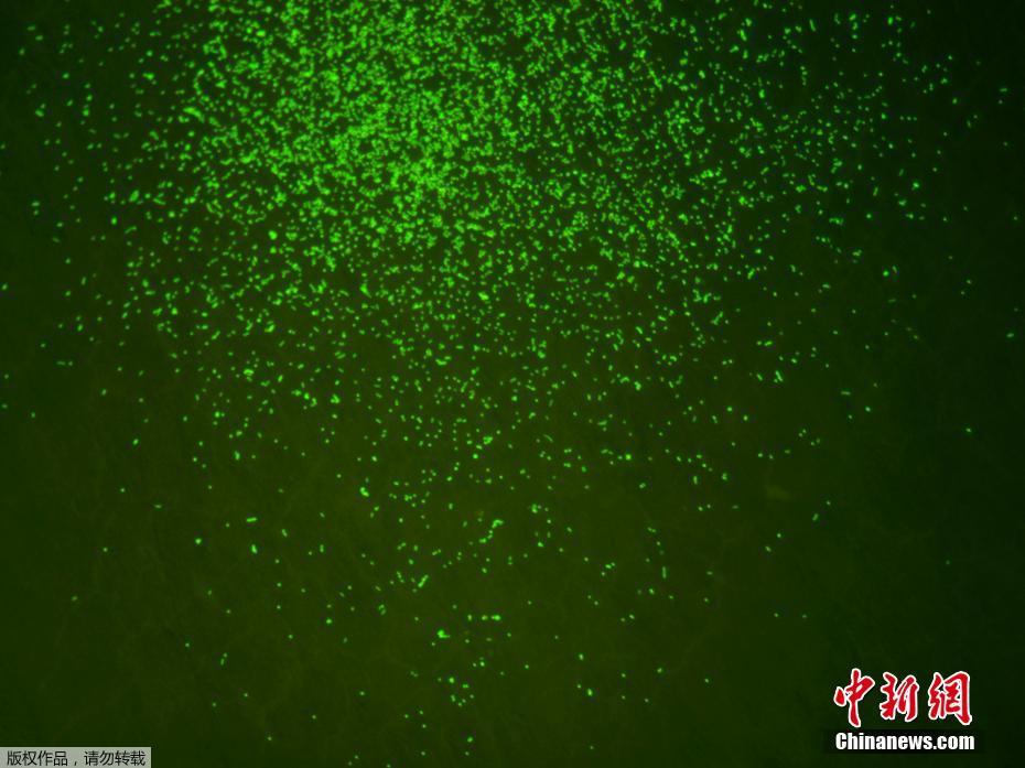 污污污的网站