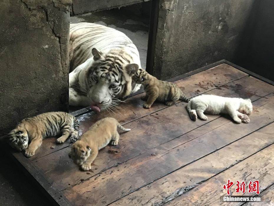 老女人日B嗷嗷叫