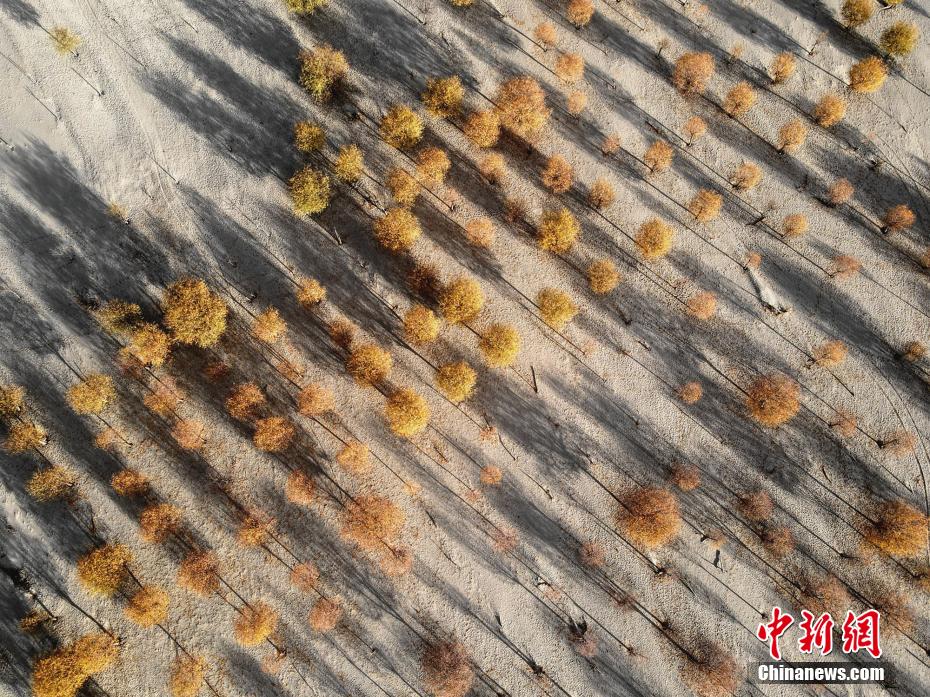 《和部长一起去出差旅》