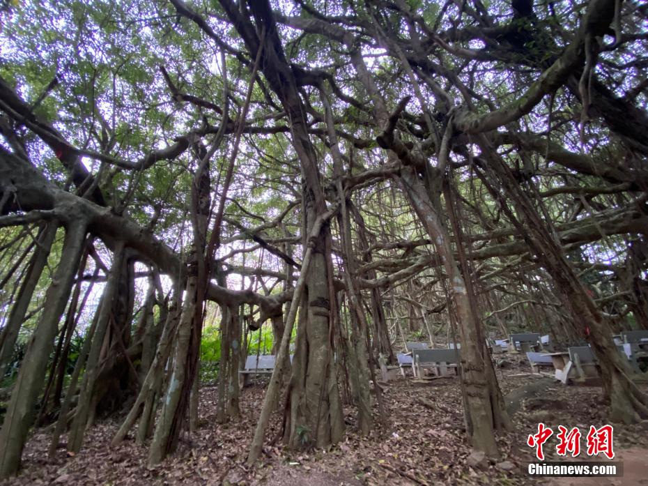 东莞四哥