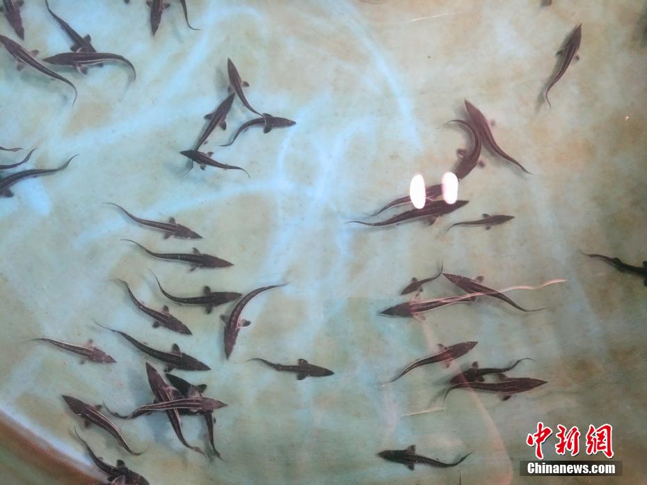 皮裤