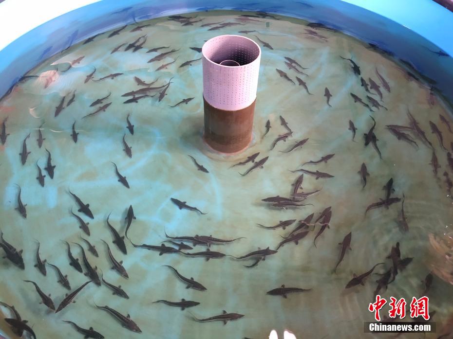 梁云菲