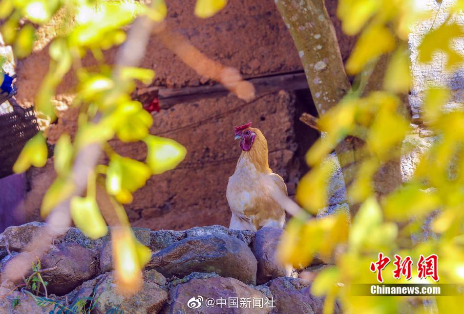 东北女大战28公分黑人