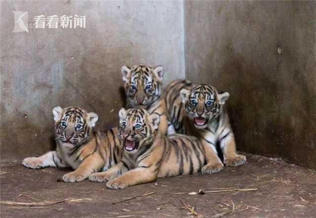 有回到9月24日前底位真是无语了，拿我们的血汗钱不当钱呀，你们基金经理对的起全体