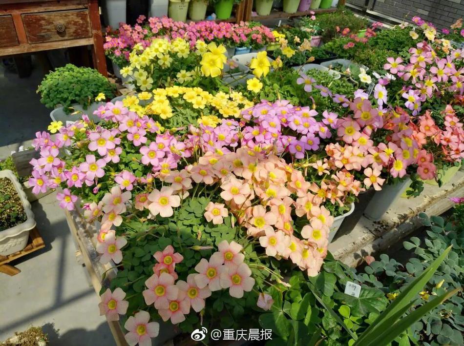 大尺度无码黄色网站入口