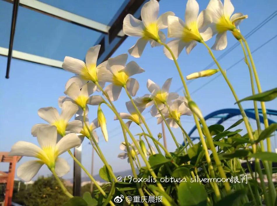 苹果收涨超4%