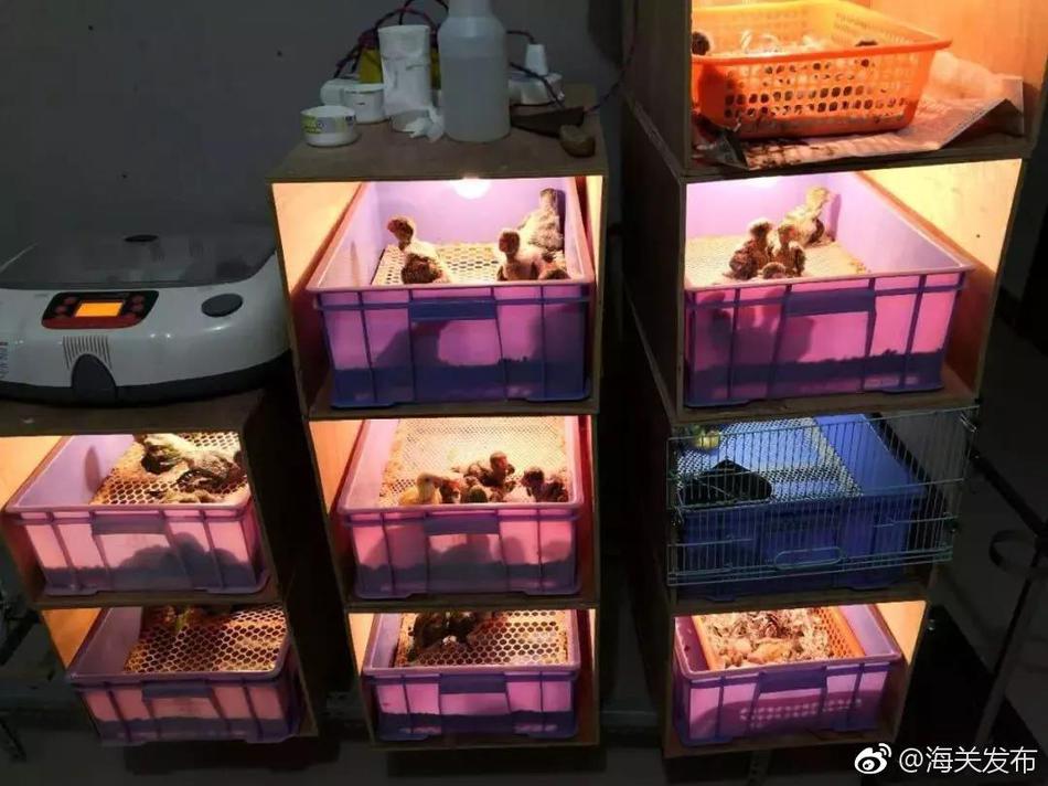国外 情 色 网