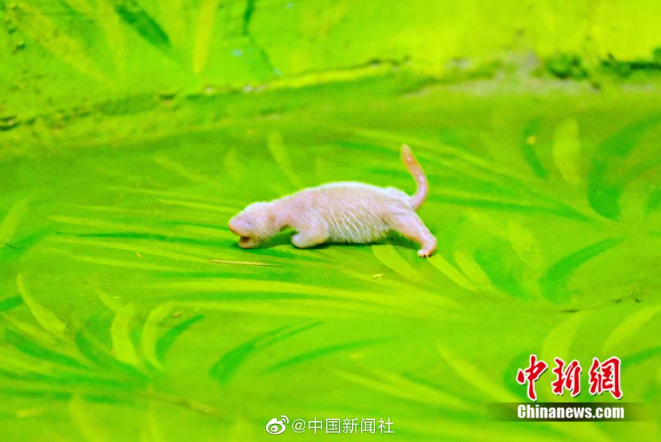 夫妻性生活A级黄片