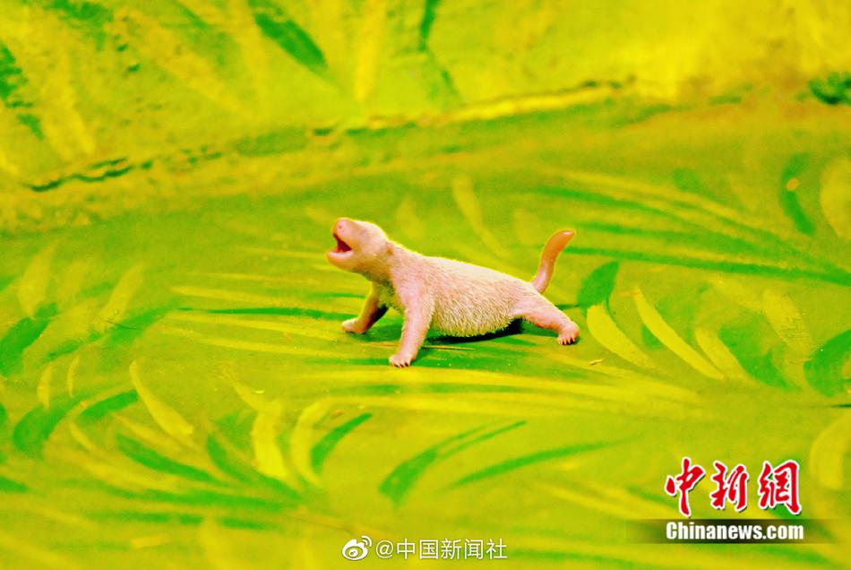 国产在线直播黄色片