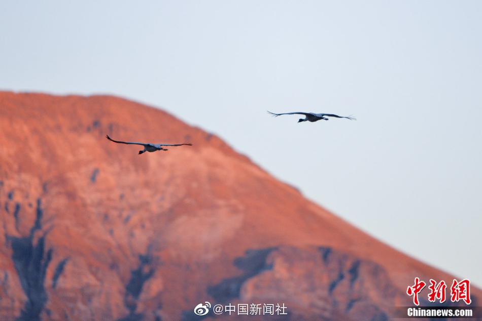 黄色网战黄色小说