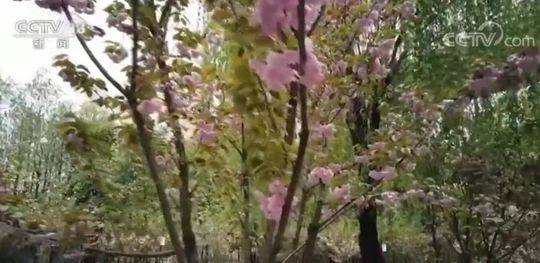 五花大綁