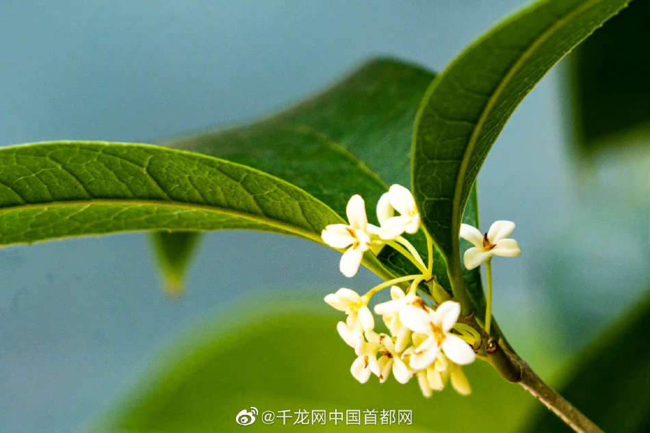 天堂网Xxxx