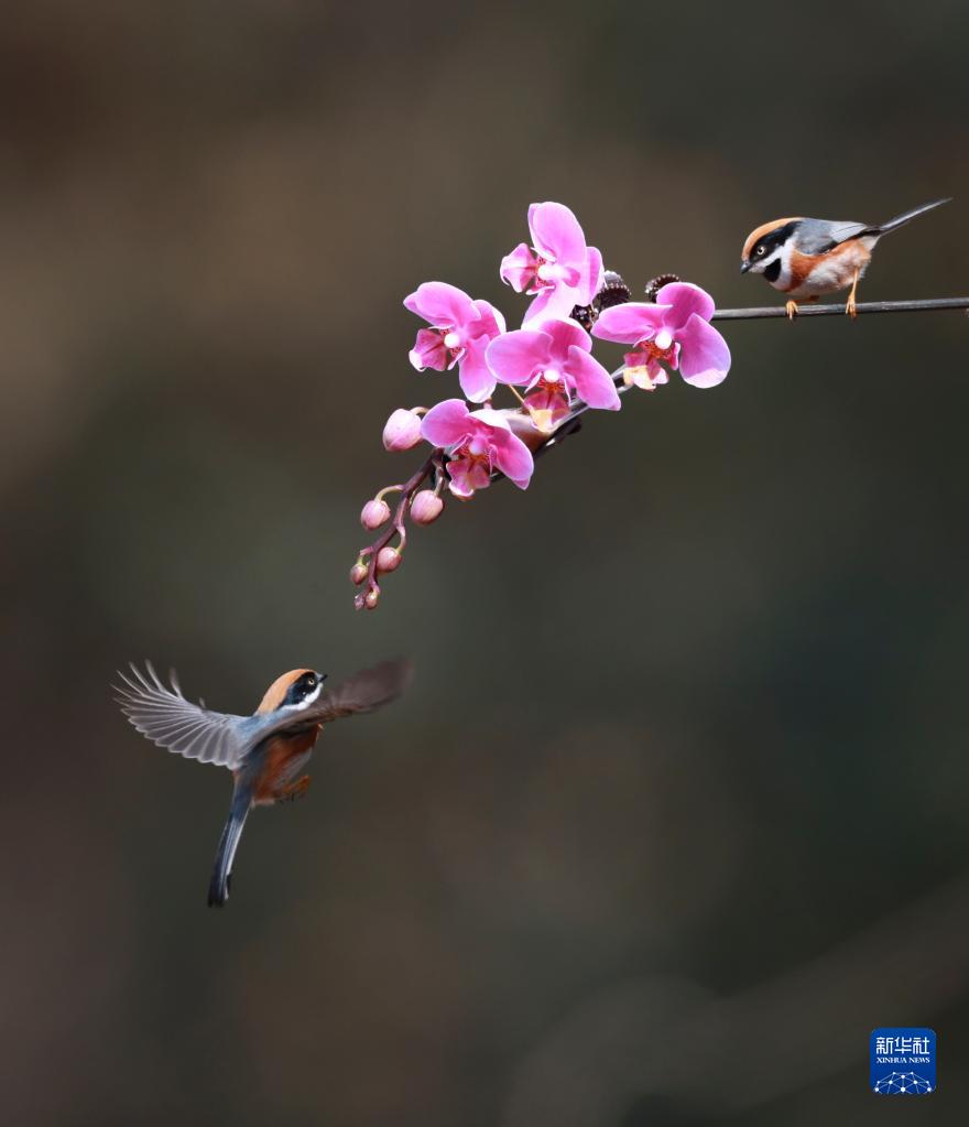 鈴香音色