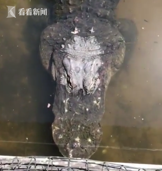 西野翔無碼