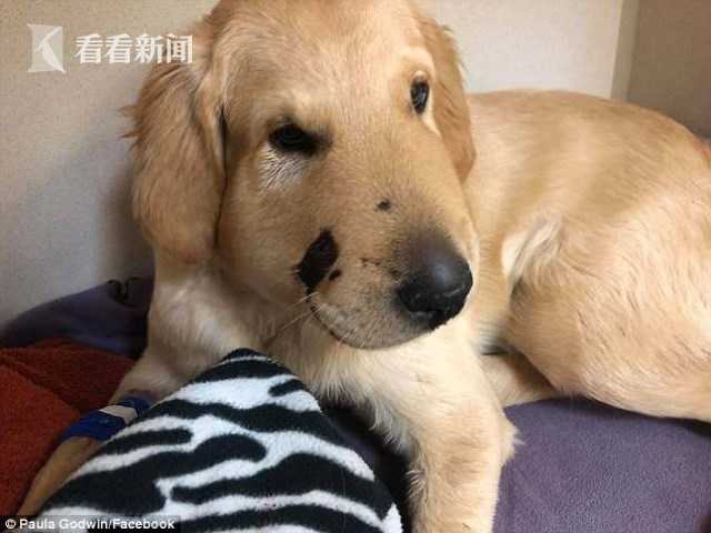 凤蝶直播APP下载安装