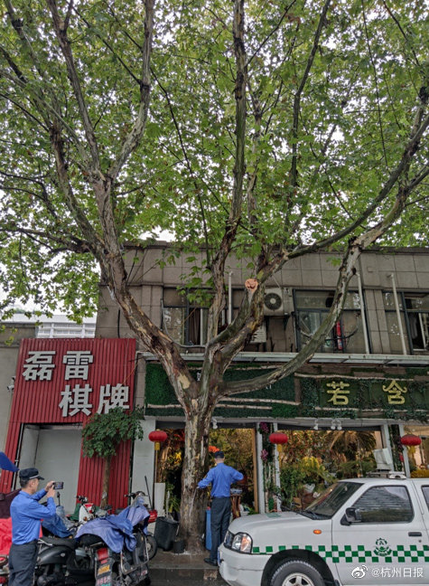 缅北前4后8刑罚过程