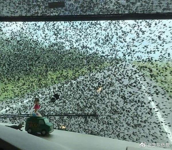 羚萌直播