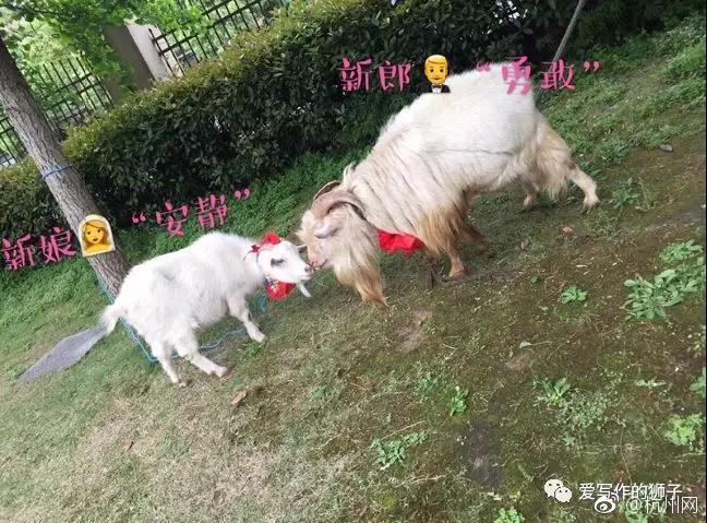 學生襪