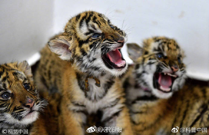 中国护士一级毛片在线