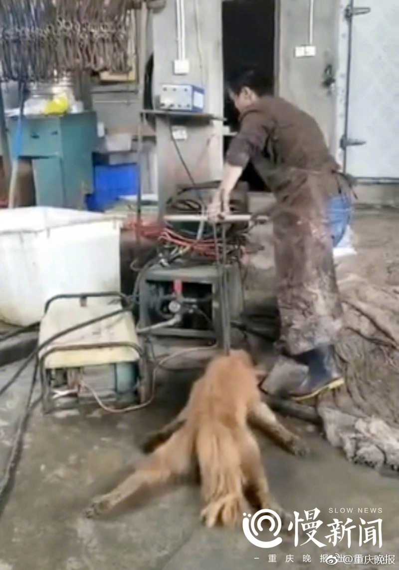 狗场镇人口_抢狗后续 探秘狗场 卖狗人随身带铁钳