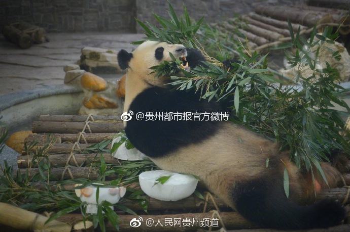 下老人黄色网站