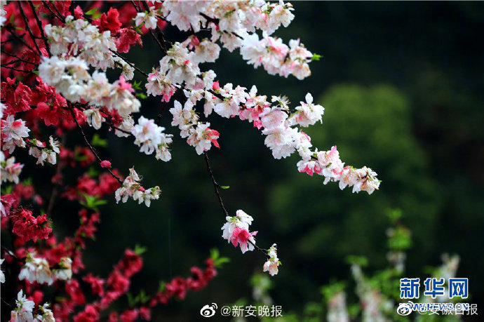 肏屄软件
