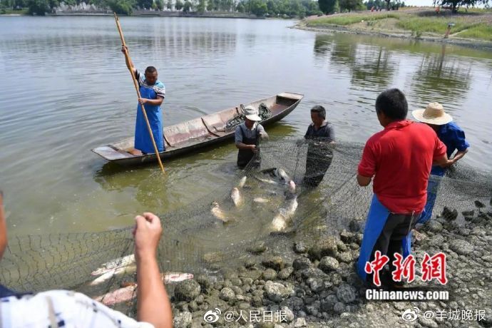 五十岁胖熟妇人妻视频