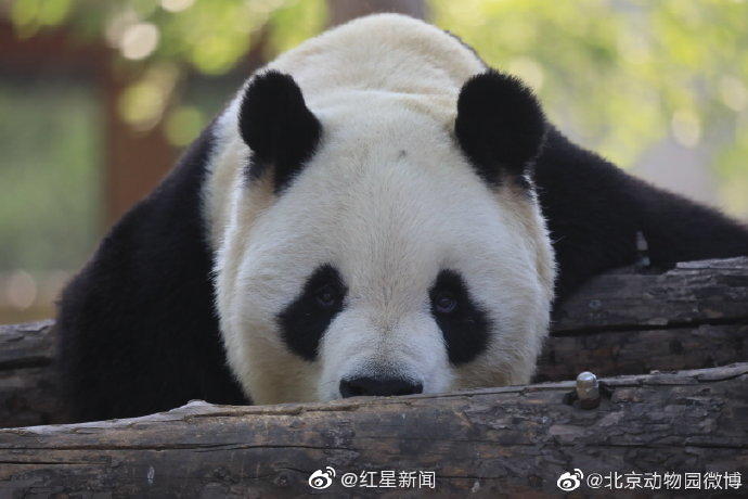 欧美人妖ⅩXXX极品另类