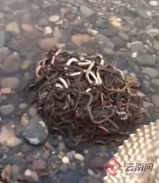 免费黄色在线观看高清