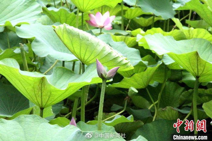 黑人熟妇色情