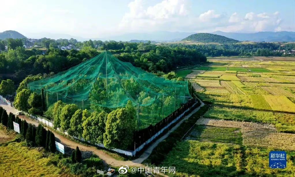 欧美成人精品