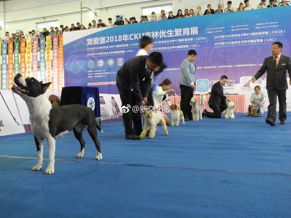 白鹿哭着喊着不能再快乐了