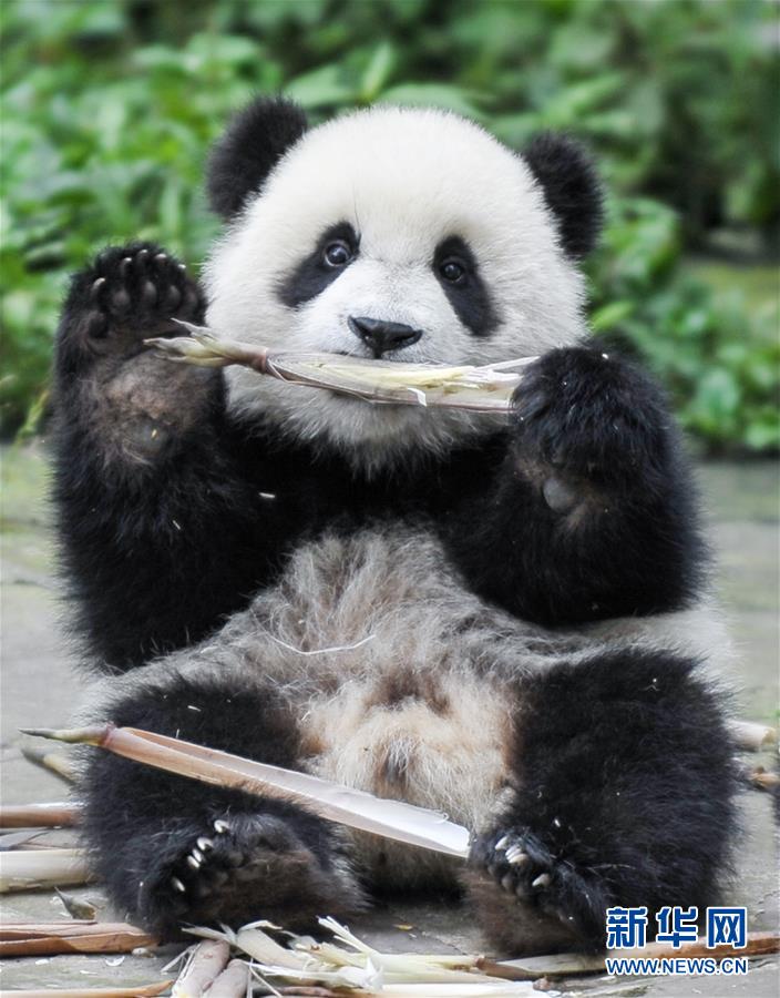 欧美黄色三级
