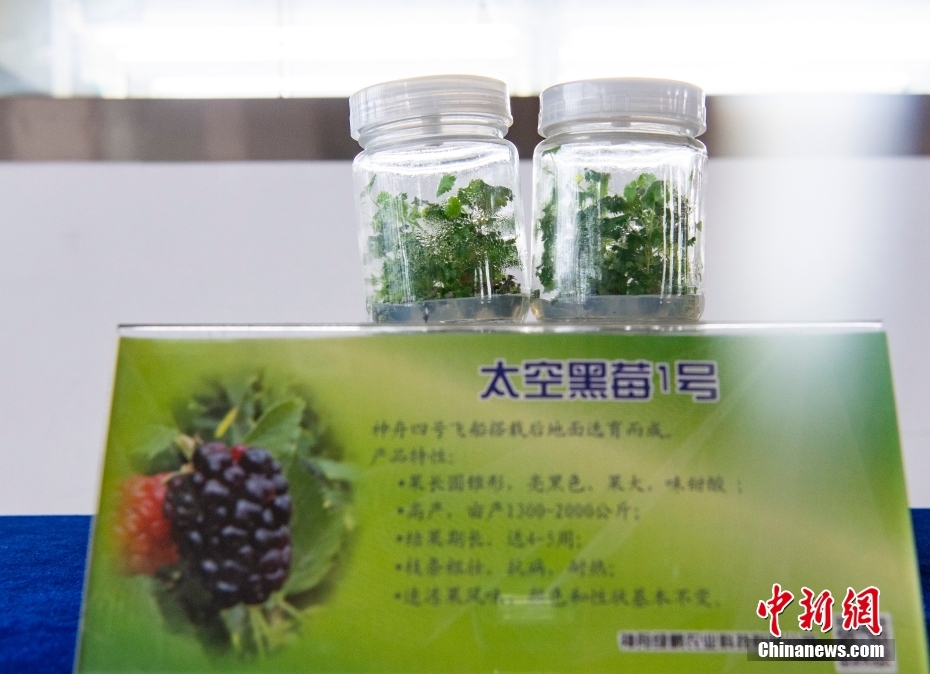 中国少妇非洲体验与黑人Hd